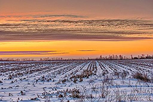Winter Field Near Sunrise_P1230884-6.jpg - Photographed near Smiths Falls, Ontario, Canada.